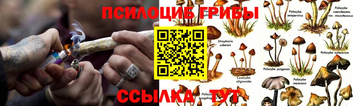 Псилоцибиновые грибы Magic Shrooms  Вход с VPN  Биробиджан  Псилоцибиновые грибы MAGIC MUSHROOMS 
